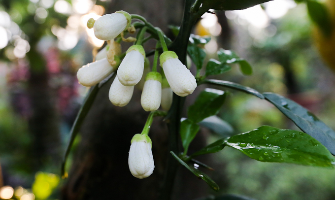 Bưởi Diễn 50 triệu đồng một cây bán trên vỉa hè Sài Gòn